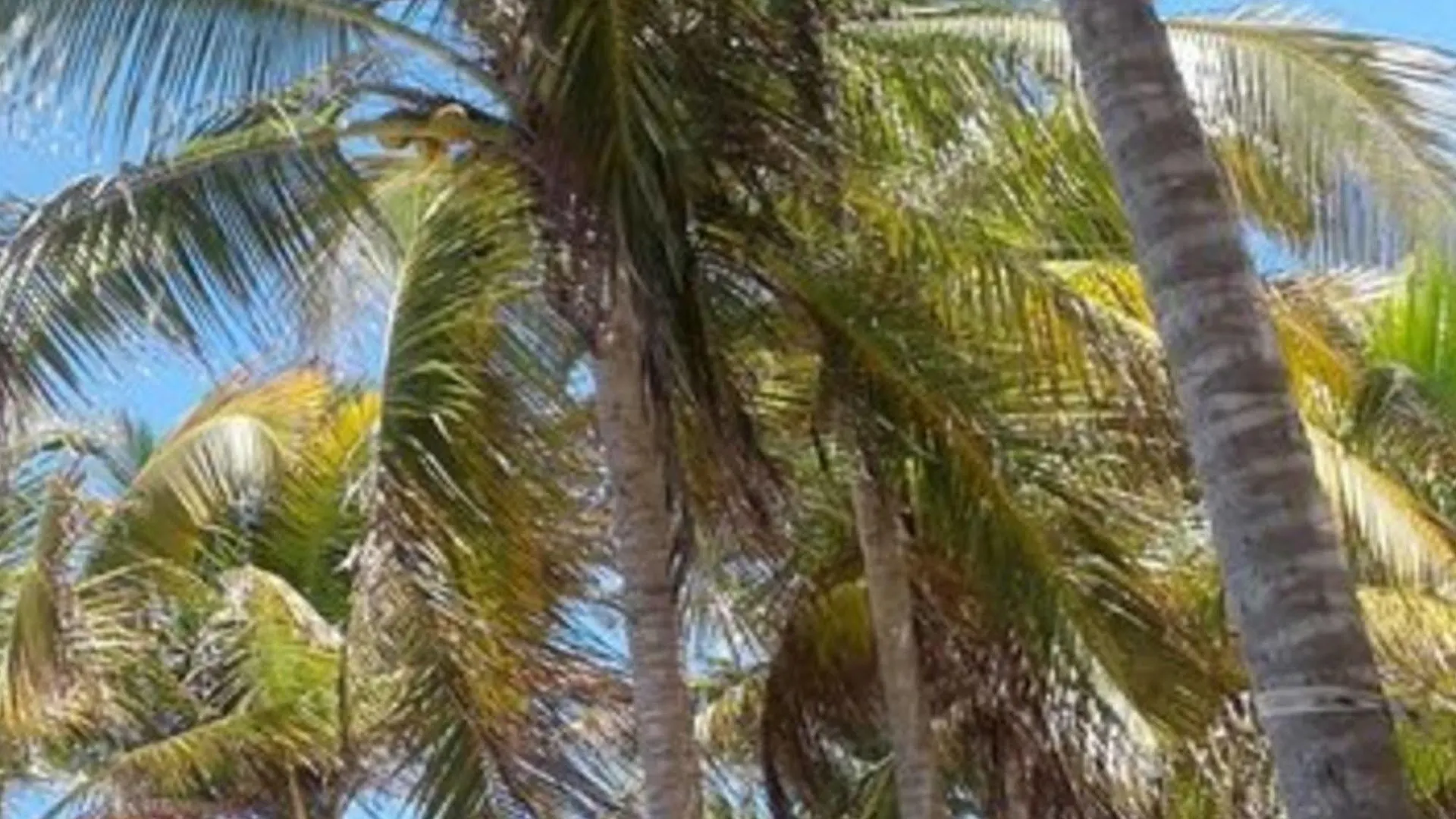 Allamanda Beach Club Shoal Bay Village Apartment